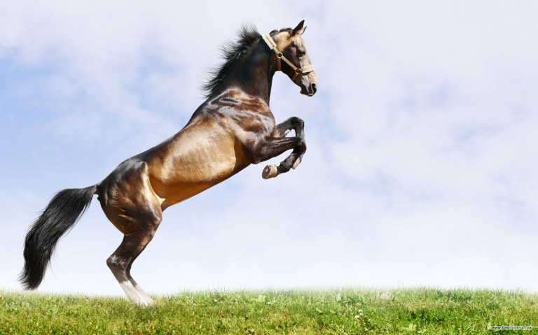 www-bancodeimagenesgratuitas-com-fotografias-de-caballos-beautiful-horses-photos-32